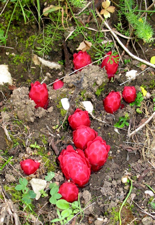 Cytinus ruber / Ipocisto rosso
